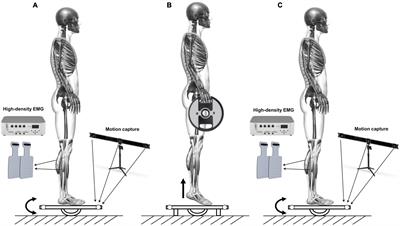 Neuromuscular Fatigue Affects Calf Muscle Activation Strategies, but Not Dynamic Postural Balance Control in Healthy Young Adults